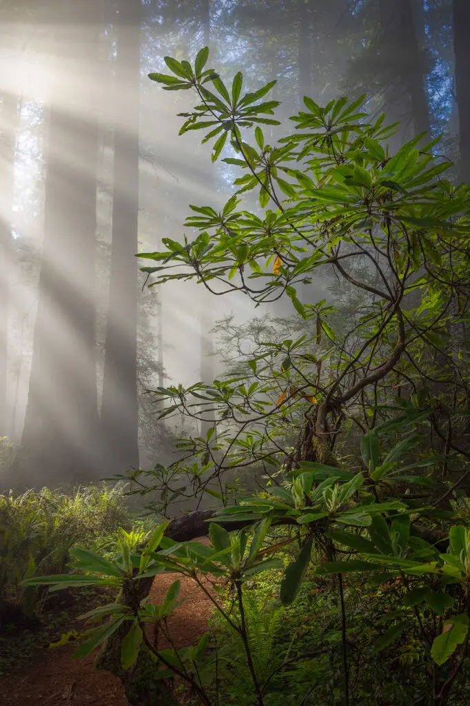 Light And Mist, Del Norte Redwoods, California
