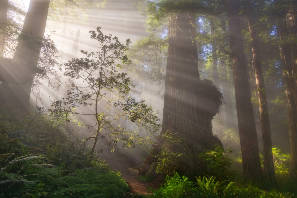 Rays Of Light, Del Norte Redwoods, California