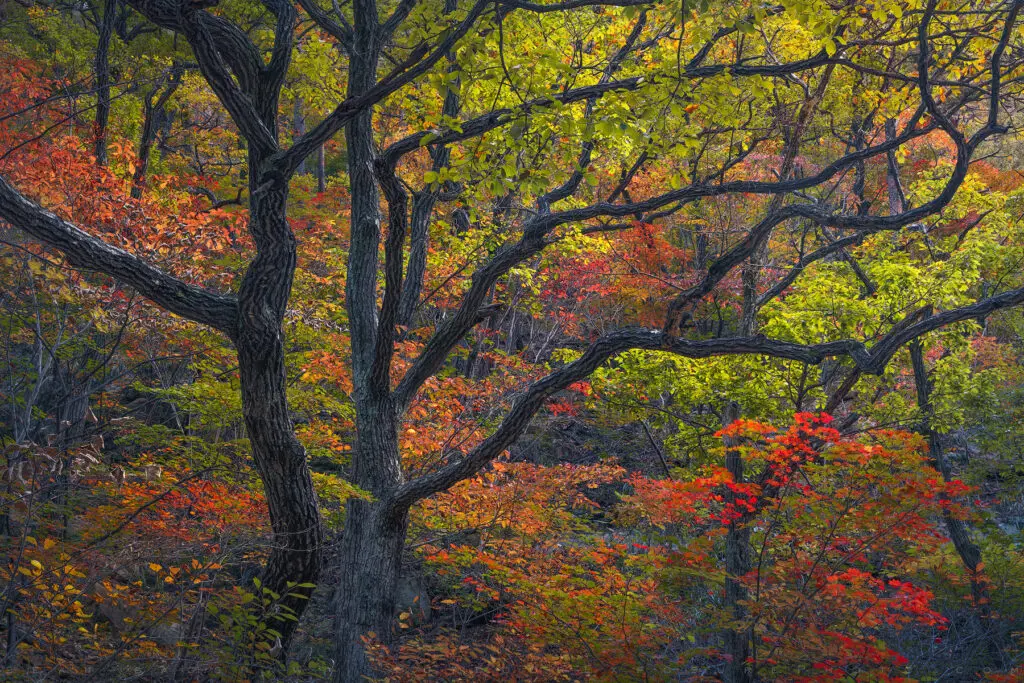 Autumn Colors, Seoraksan National Park, Republic of Korea