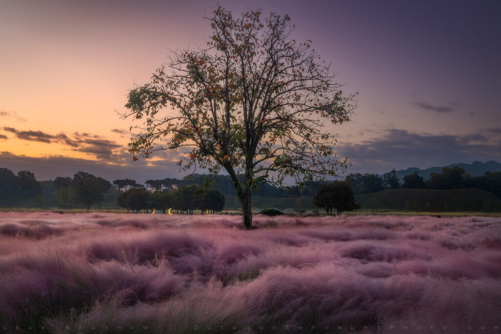 Pink Muhly Grass and Persimmon Tree, Gyeongju, Republic of Korea