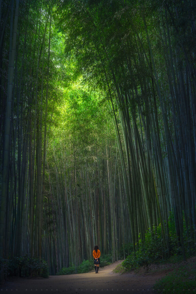 Juknokwon Bamboo Forest, Damyang, Republic of Korea