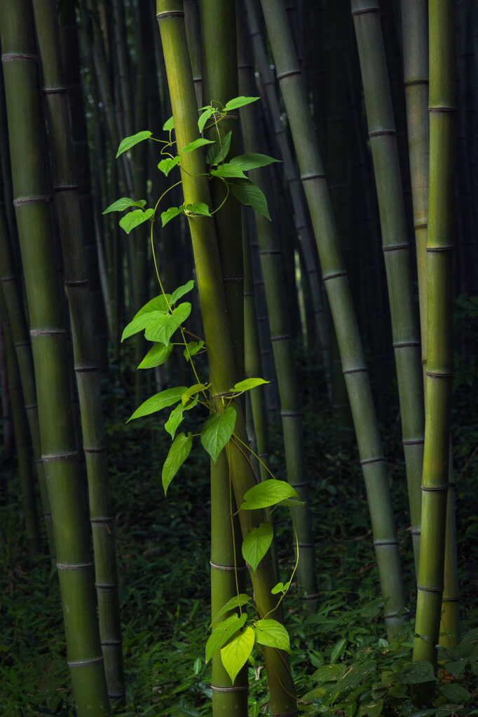 Juknokwon Bamboo Forest, Damyang, Republic of Korea