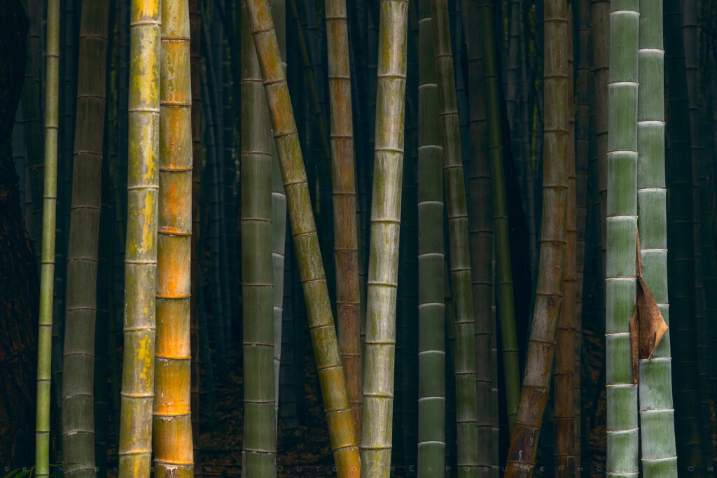 Juknokwon Bamboo Forest, Damyang, Republic of Korea