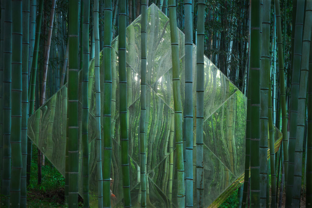 Juknokwon Bamboo Forest, Damyang, Republic of Korea