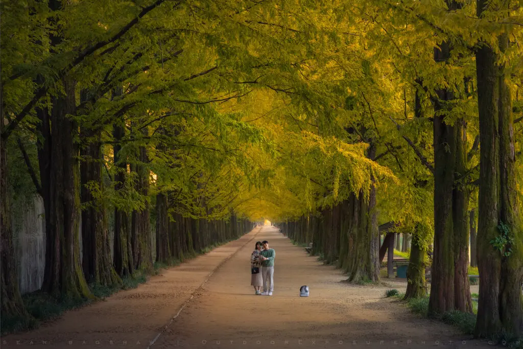 Metasequoia-lined Road, Damyang, Republic of Korea