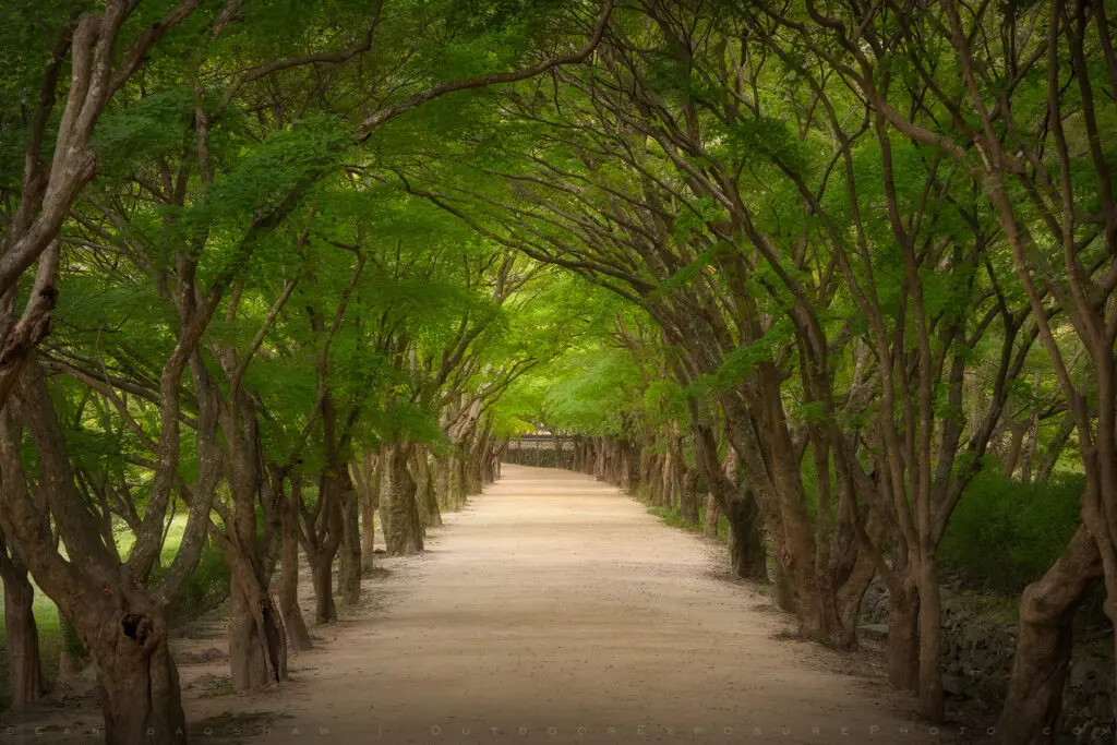 Maple Tree Tunnel, Naejangsan National Park, Republic of Korea