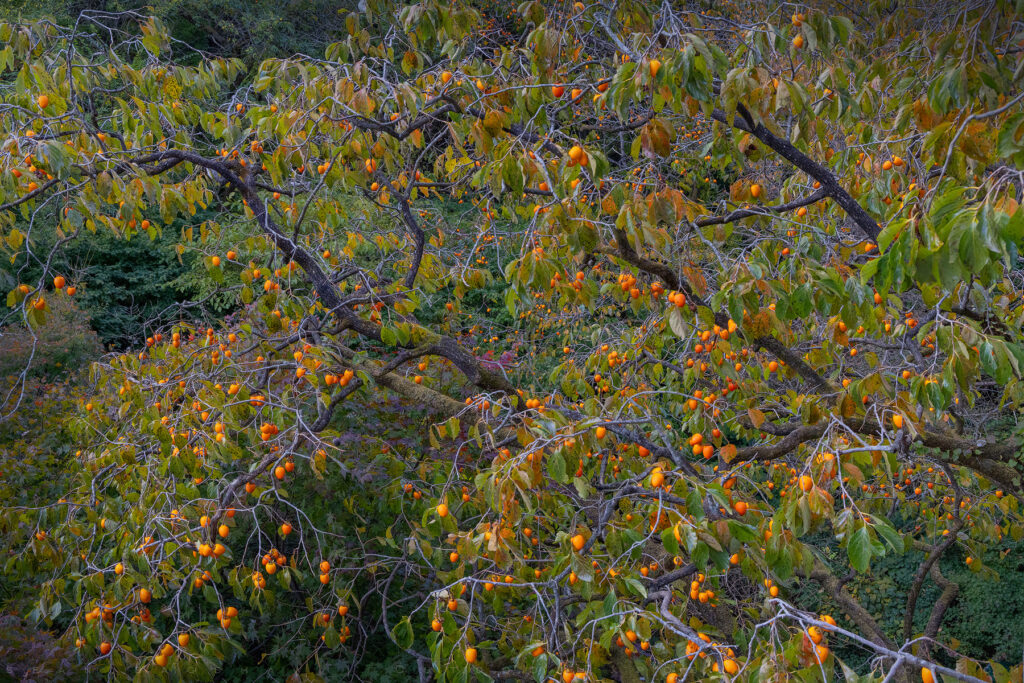 Persimmons, Naejangsan National Park, Republic of Korea