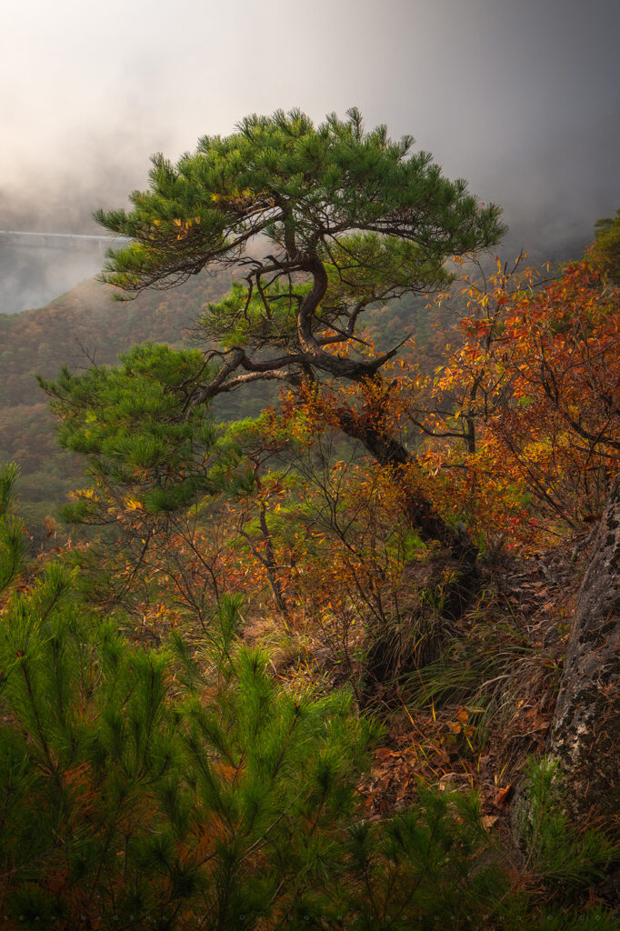Twisty Pine, Woraksan National Park, Republic of Korea