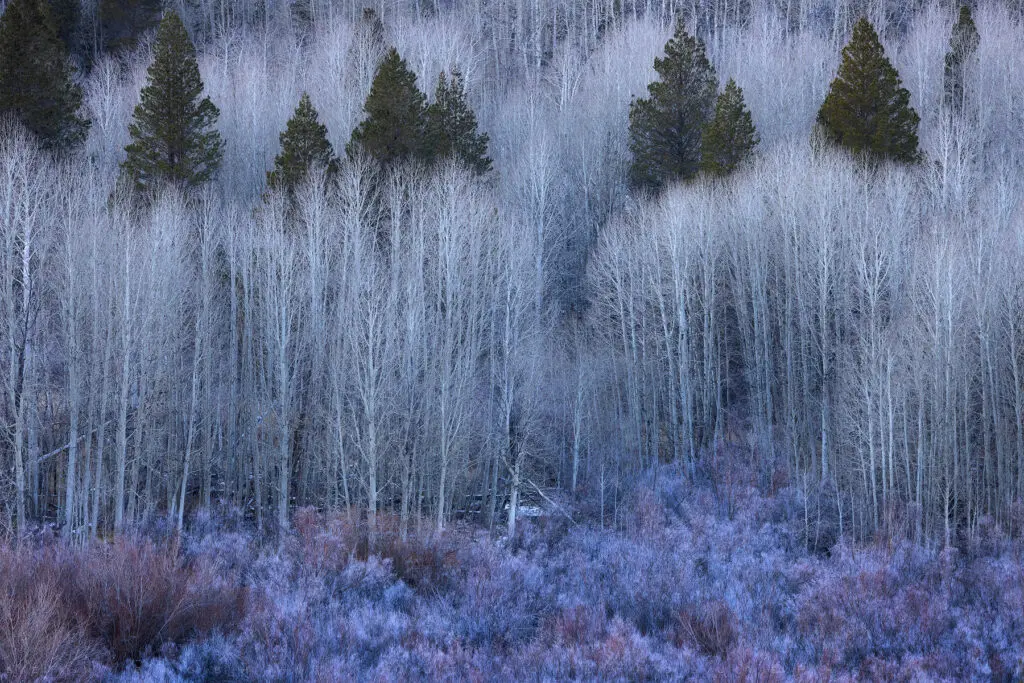 Winter Aspen and Purple Brush, Virginia Creek, Eastern Sierra, California