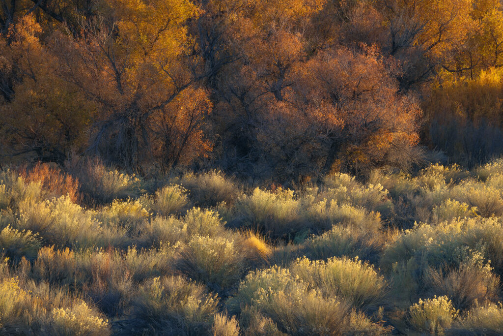 Autumn Desert Foliage, Owens River Valley, California